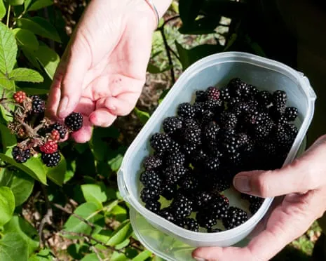 Seeking: Scrumptious Baked Goods to Make Use Of a Glut of House-Made Jam