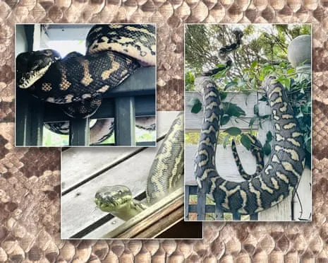 Embracing my Snakes in the Roof: A Journey from Anxiety to Respect