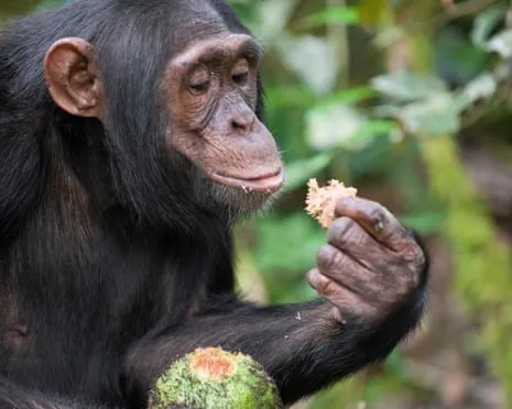 Wild Chimps Consume Daily Alcohol Equivalent to a Beer from Ripe Figs